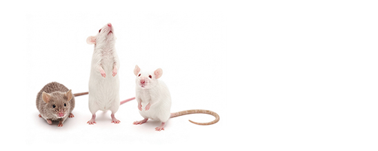 banner-img2.jpg