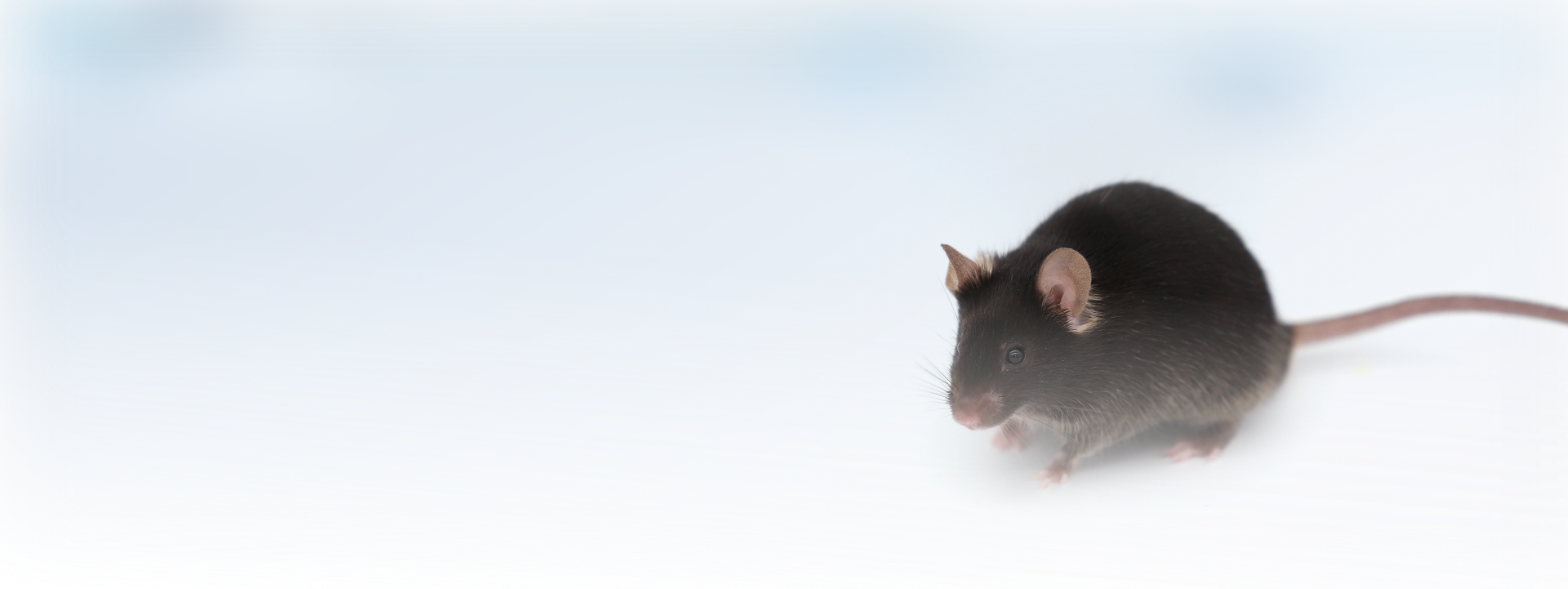 animal-model-detail-banner.png
