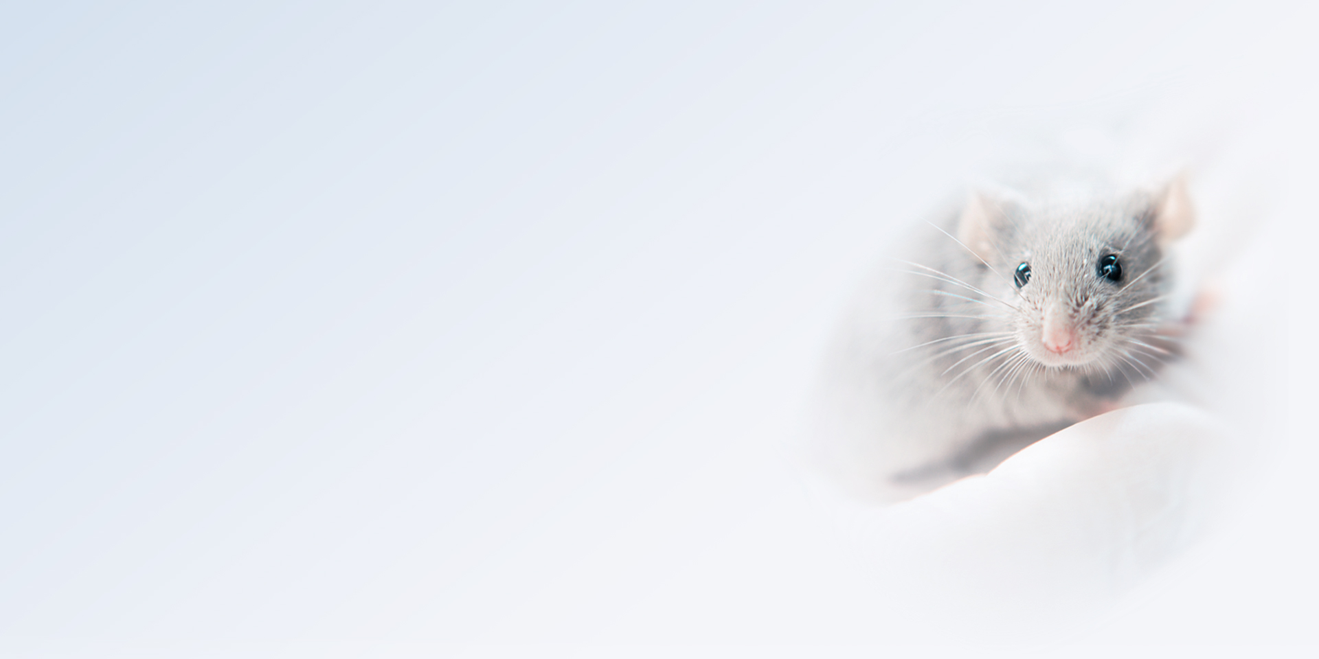 小鼠banner.jpg