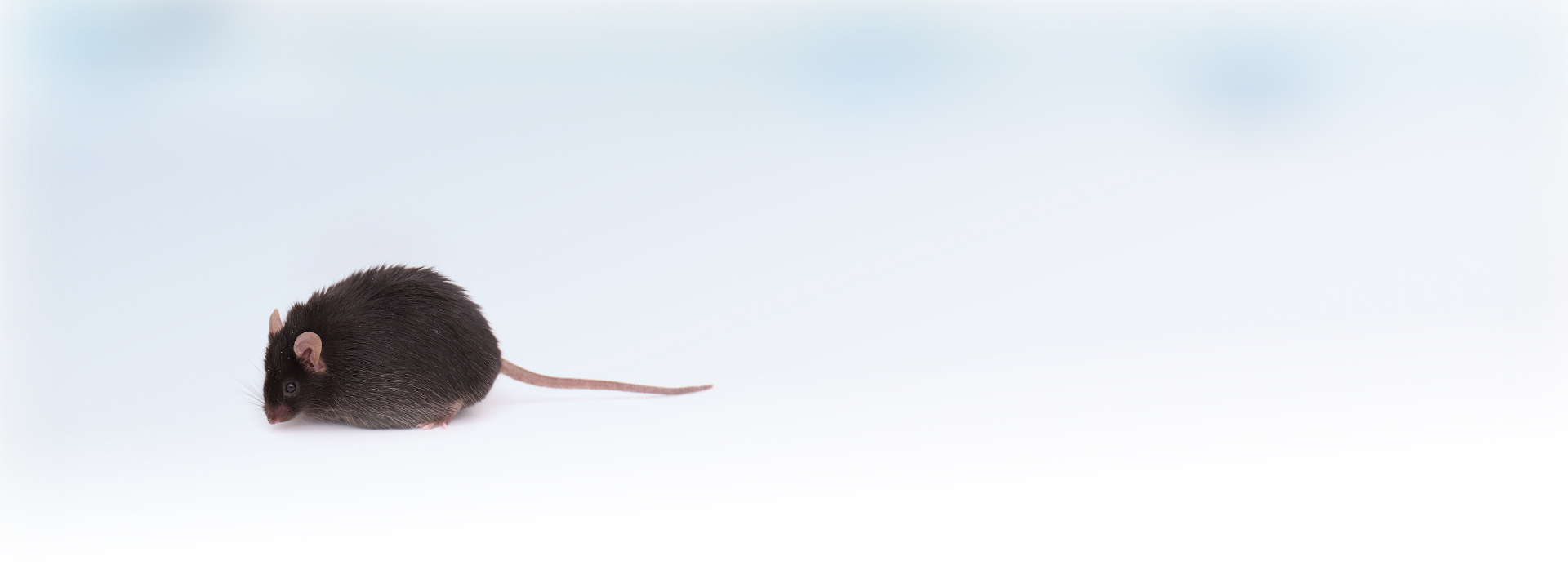 小鼠模型banner2-black(fat).png