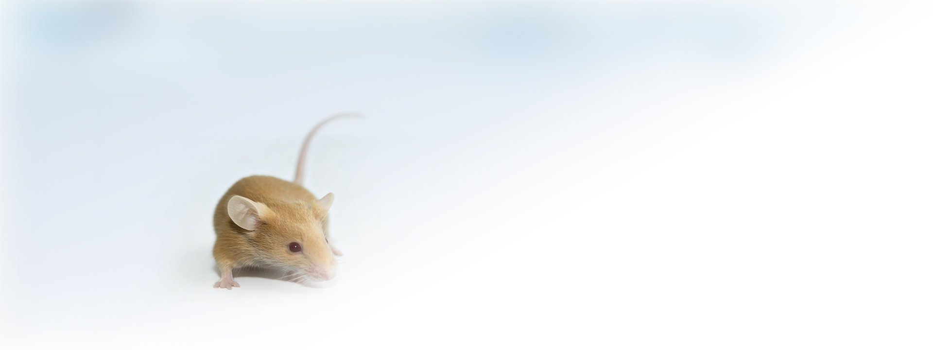 小鼠模型banner12-yellow.jpg