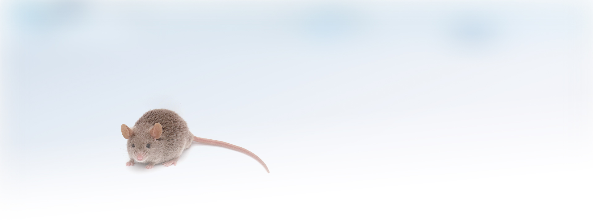 小鼠模型banner8-dark grey.jpg