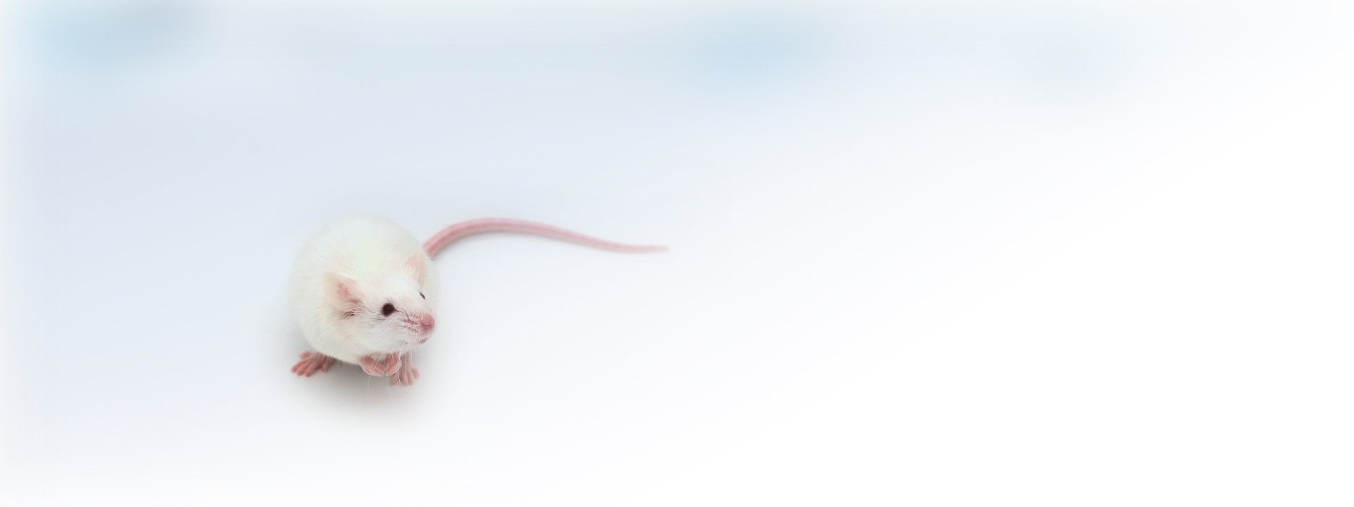 小鼠模型banner11-albino.jpg
