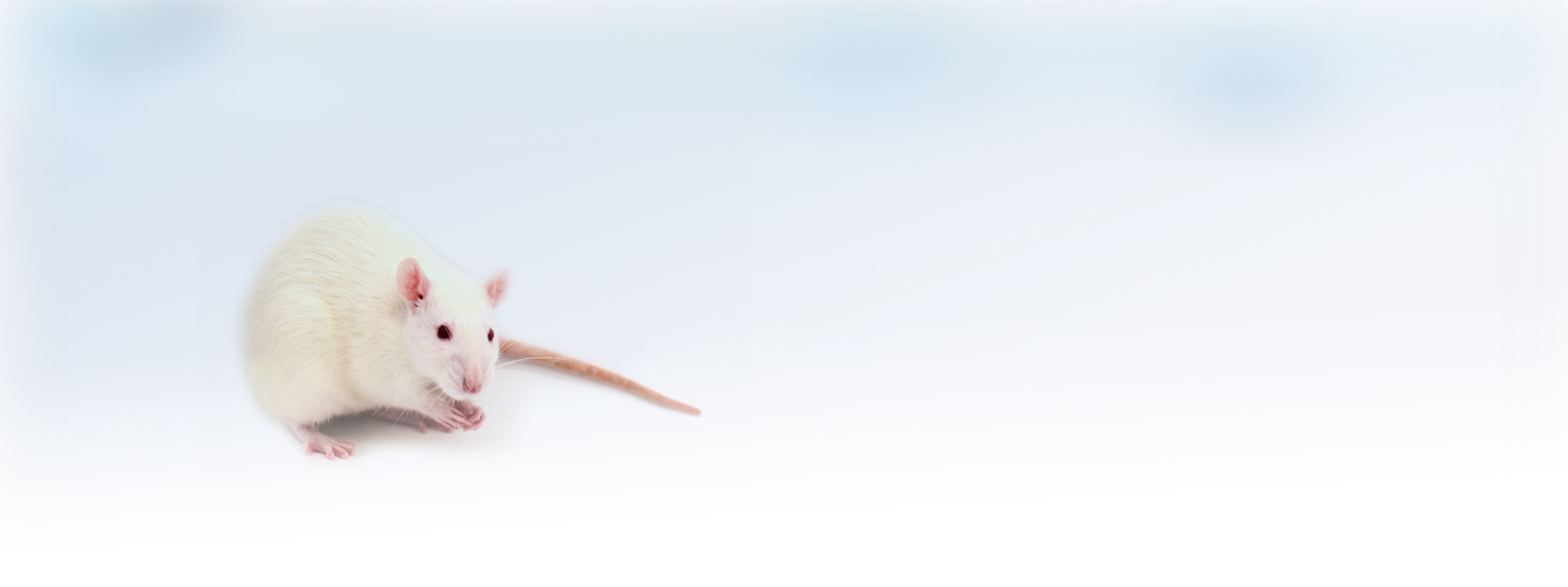 小鼠模型banner3-White rat.jpg