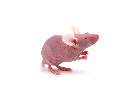BALB/c-Hairless
