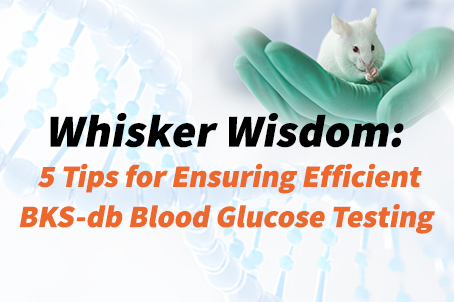Whisker Wisdom:  Efficient Blood Glucose Testing Procedures for BKS-db Mice