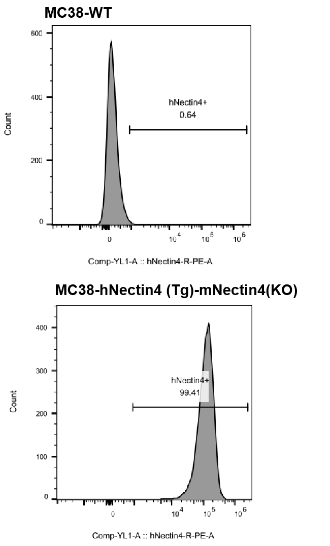 MC38-hNectin4 (Tg)-mNectin4(KO)_GemPharmatech