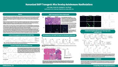 Humanized BAFF Transgenic Mice Develop Autoimmune Manifestations