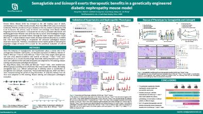 Semaglutide and Lisinopril Exerts Therapeutic Benefits in a Genetically Engineered Diabetic Nephropathy Mouse Model