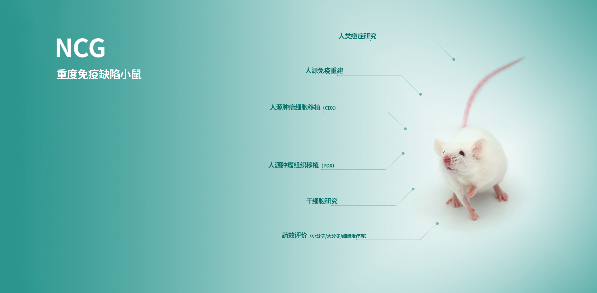 NCG小鼠