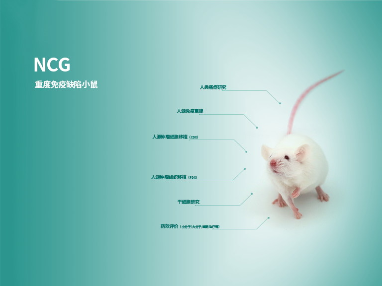 NCG小鼠