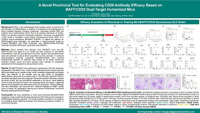 A Novel Preclinical Tool for Evaluating CD20 Antibody Efficacy Based on BAFF/CD20 Dual-Target Humanized Mice