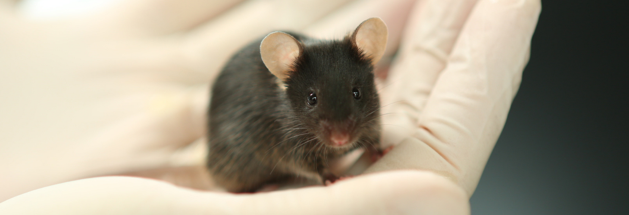 2000x685 for website.png