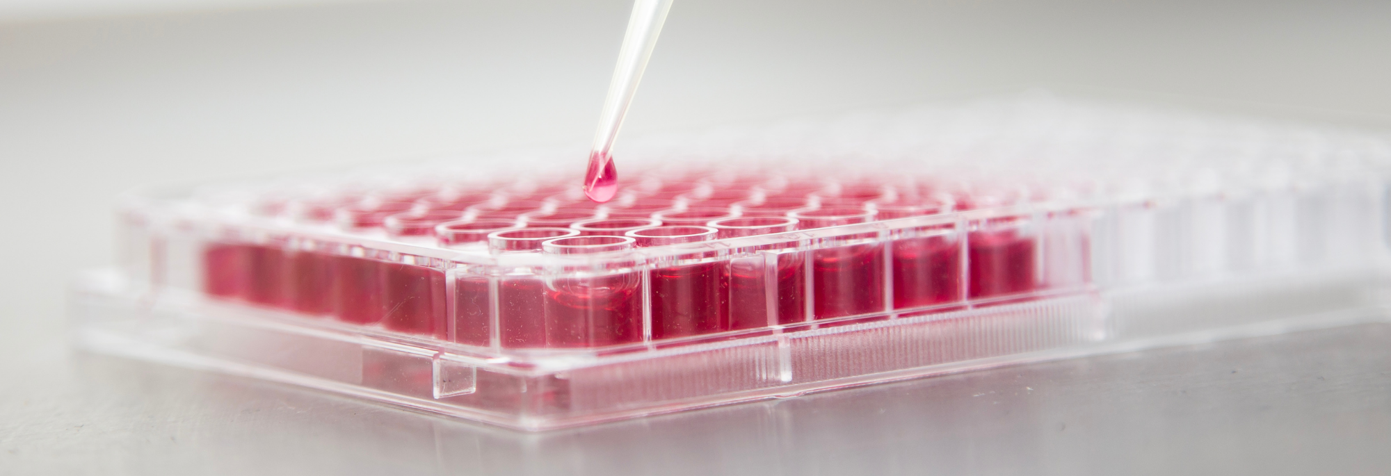 2000x685 for website (2).png