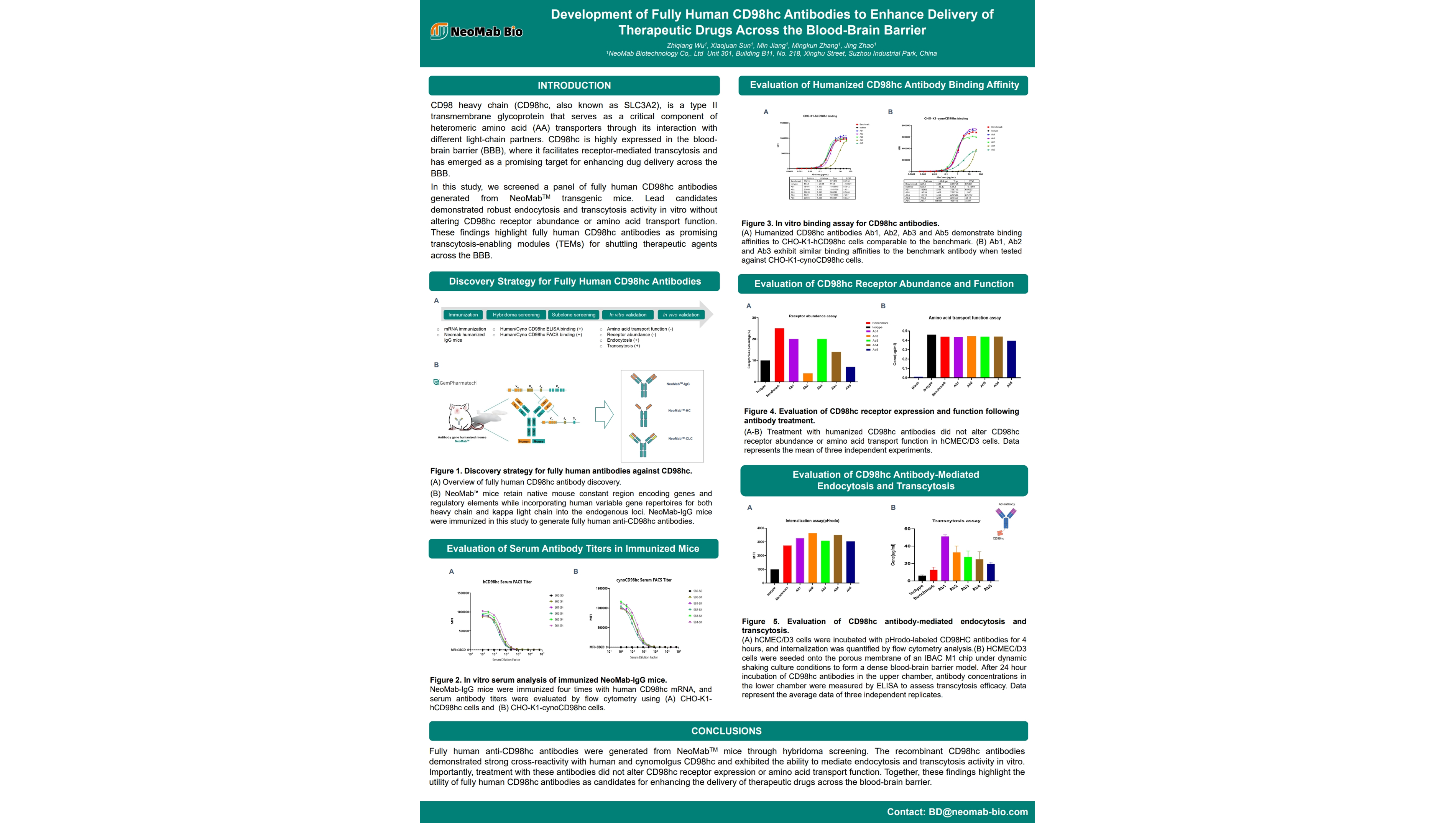 Development of Fully Human CD98hc Antibodies to Enhance Delivery of Therapeutic Drugs Across the Blood-Brain Barrier