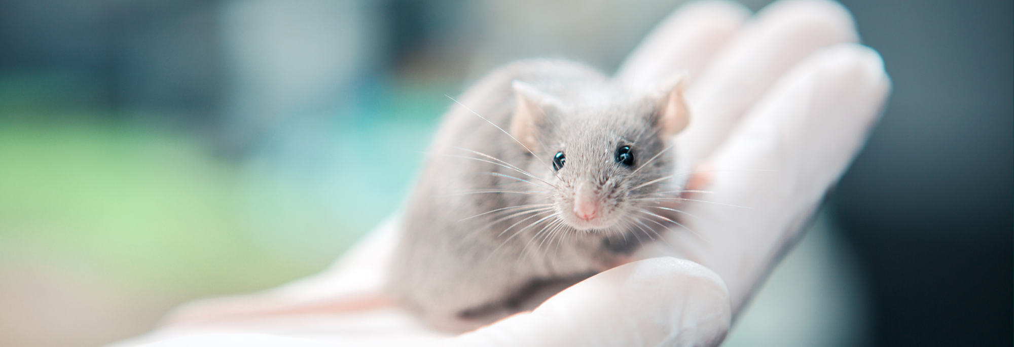 2000x685 for website (5).png