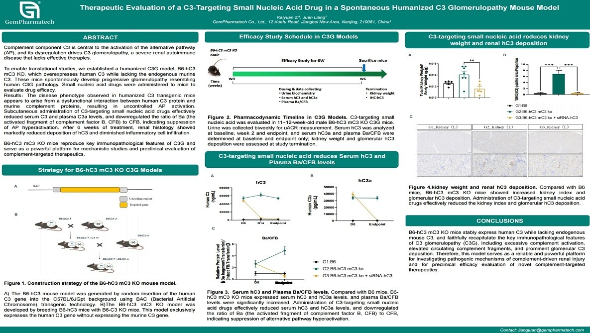 Therapeutic Evaluation of a C3-Targeting Small Nucleic Acid Drug in a Spontaneous Humanized C3 Glomerulopathy Mouse Model