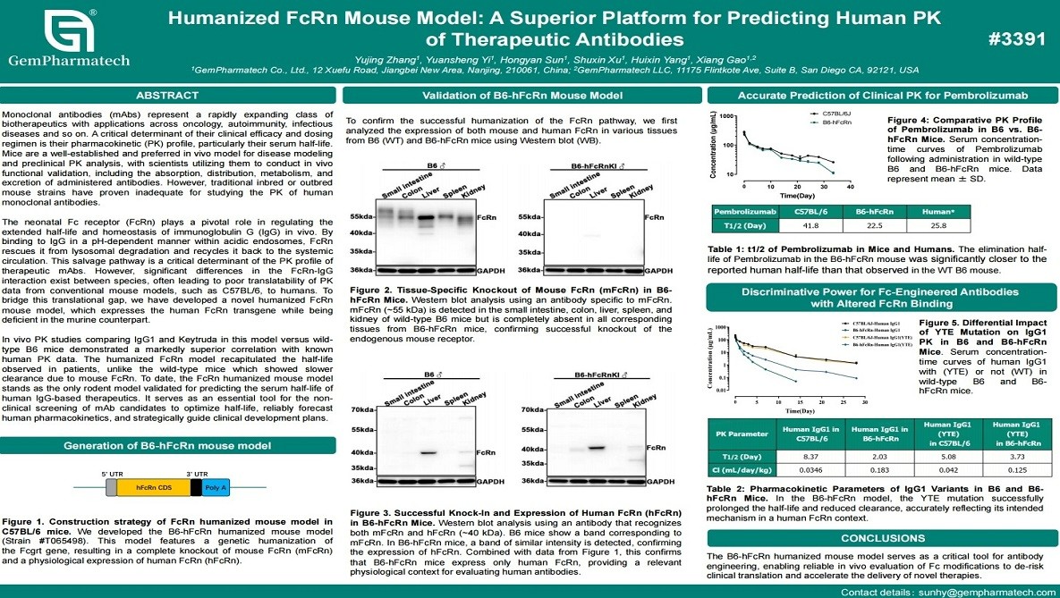 Humanized FcRn Mouse Model: A Superior Platform for Predicting Human PK of Therapeutic Antibodies