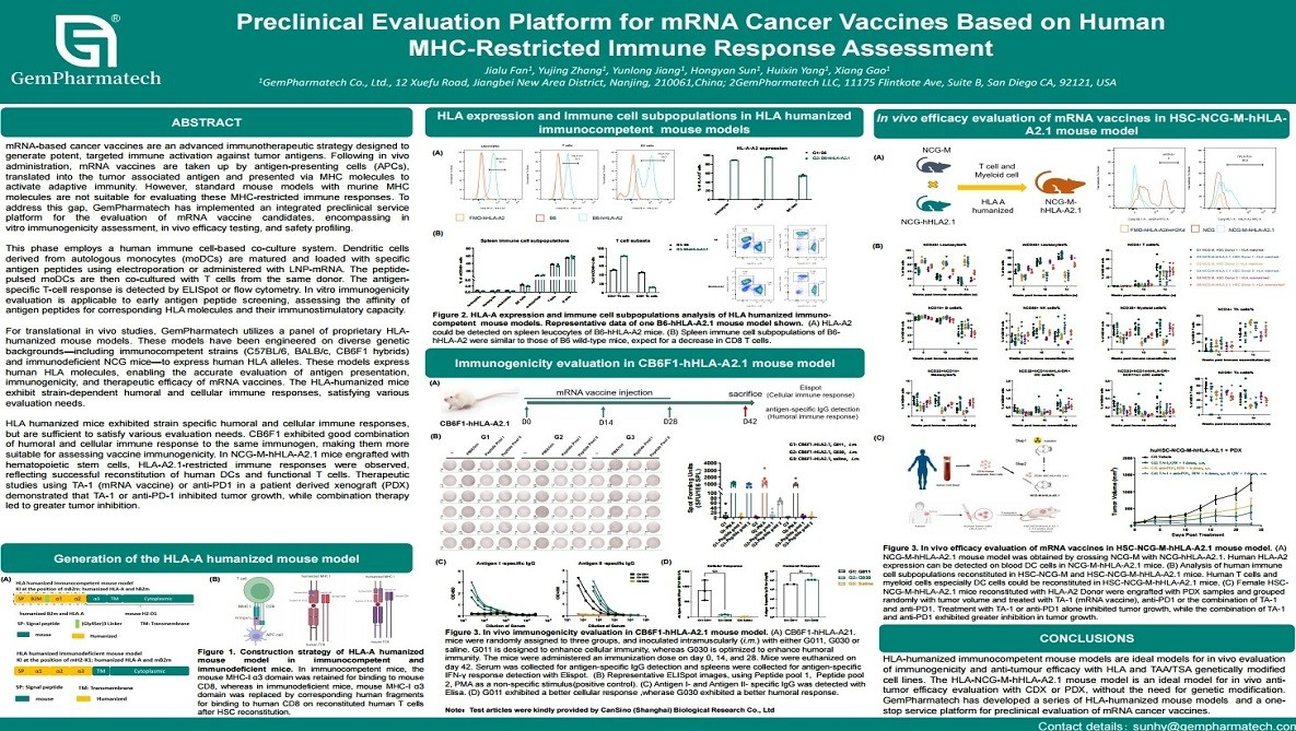 Preclinical Evaluation Platform for mRNA Cancer Vaccines Based on Human MHC-Restricted Immune Response Assessment